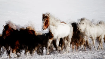 Cavalos selvagens em movimento no inverno