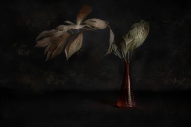 Natureza-morta botânica escura