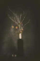 Quietude botânica escura