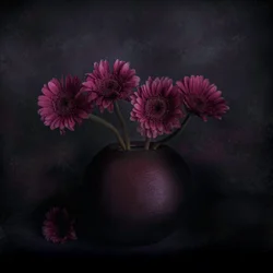 Natureza-morta escura com gérberas