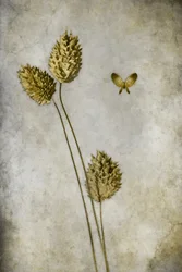 Borboleta botânica vintage