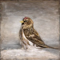 Pintassilgo-vermelho-de-inverno
