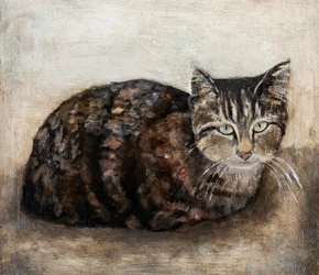 Gato malhado curioso