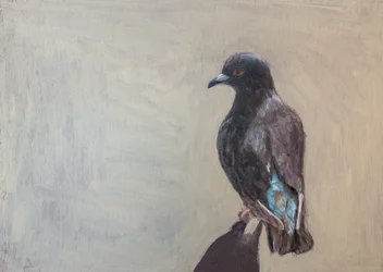 Retrato de um pombo preto
