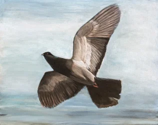 O voo gracioso do pombo