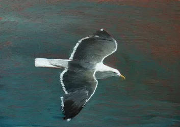 O voo gracioso da gaivota