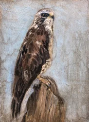 Falcão majestoso empoleirado