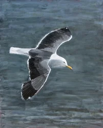 Gaivota em voo