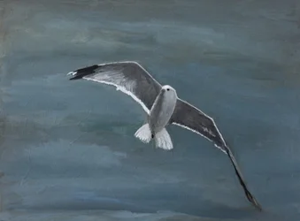 Gaivota a planar sobre a água