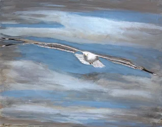 Voo sereno das gaivotas