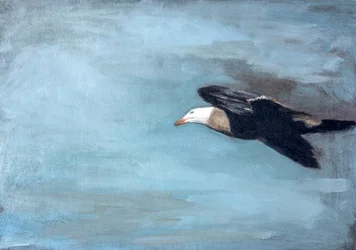 Albatroz a planar no céu