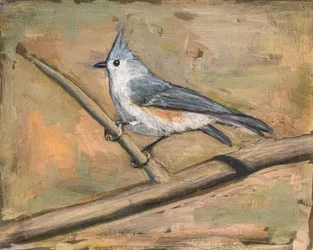 Chapim-de-crista pousado