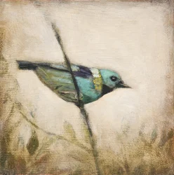 Pássaro azul-petróleo vibrante