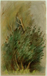 Tucheler Heide (estudo florestal)