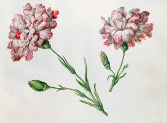 Cravos