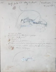 Sistema nervoso na cabeça de um gato, maio de 1842 (lápis sobre papel)