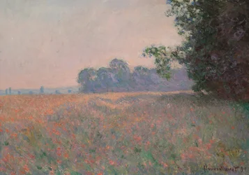 Campo de aveia e papoilas