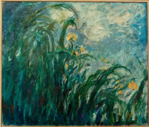 Les Iris jaunes (íris amarelas)