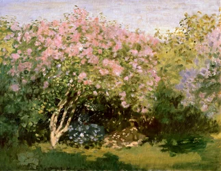 Lilás ao sol, 1872-1873