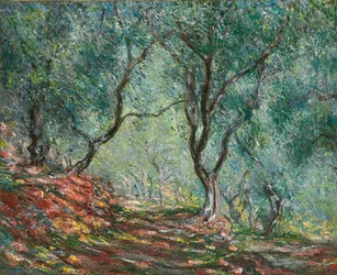 Oliveiras no Jardim Moreno; Madeira de oliveira no jardim Moreno, 1884
