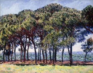 Pinheiros, Cap d "Antibes, 1888
