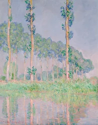 Choupos, Efeito Rosa