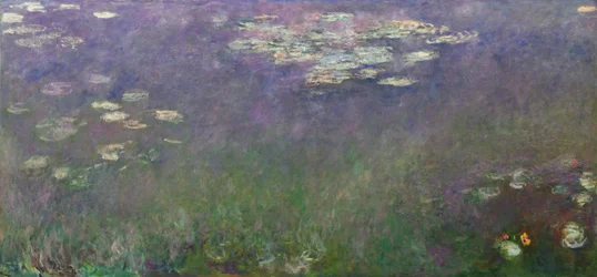 Nenúfares (Agapanthus)