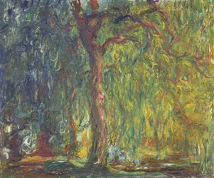 Salgueiro-chorão