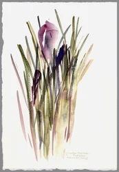 Crocus, 2003 (aguarela)