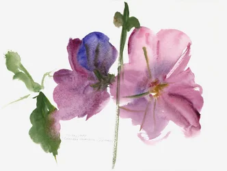 Hollyhocks, 1988 (aquarela)