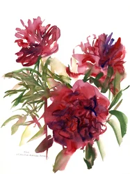 Peônias, 2002 (aquarela)