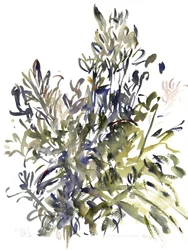Senecio e outras plantas, 2003 (aquarela)