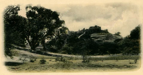 Floresta.