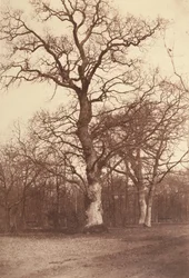 Estudo das Árvores, Bois de Boulogne