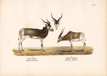 Antílopes Addax e Bontebok