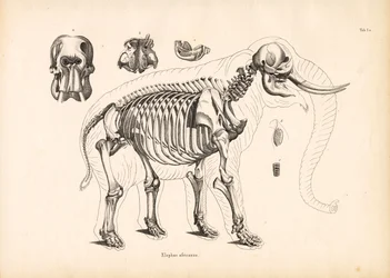 Anatomia do esqueleto do elefante africano