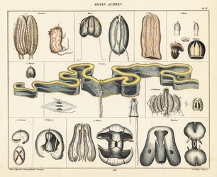 Anatomia das espécies de medusas. ,1841 (litografia)