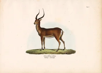 Antílope de patas negras
