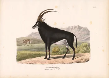 Antílope-cavalo-preto