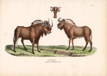 Gnu-preto com detalhe da cabeça