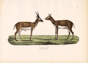 Antílopes-cervicapras