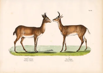 Reedbuck de Bohor e Reedbuck comum
