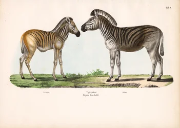 Zebra de Burchell (Cavalo tigre) em diferentes idades