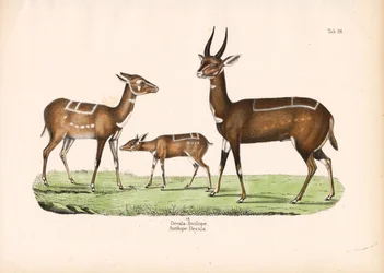 Bushbuck com filhote