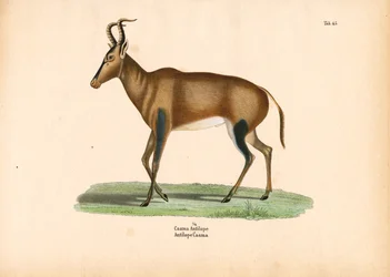 Antílope da Caama