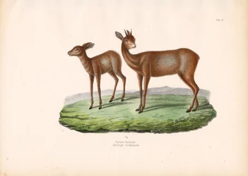 Grysbok do Cabo