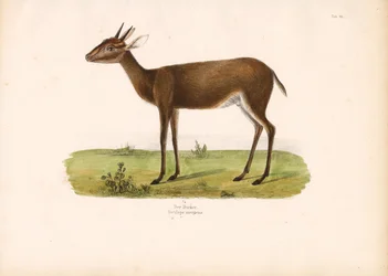 Duiker comum na Savana