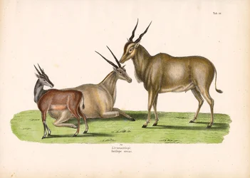 Coruja comum