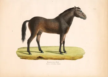 Cavalo de pelo encaracolado