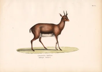 Gazela de Cuvier em Perfil